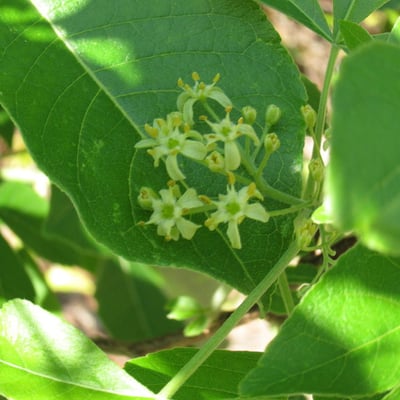 Ptelea trifoliata — flower