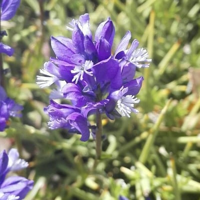 Erinacea anthyllis — flower
