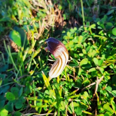 Arisarum vulgare — flower