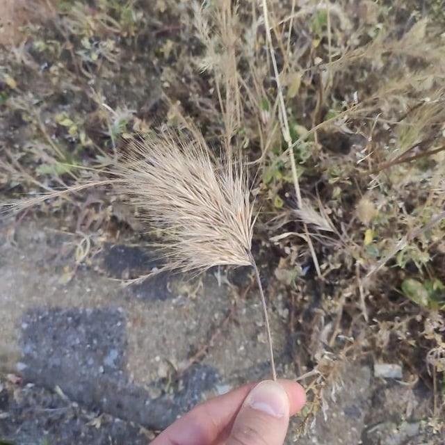 Bromus madritensis — flower