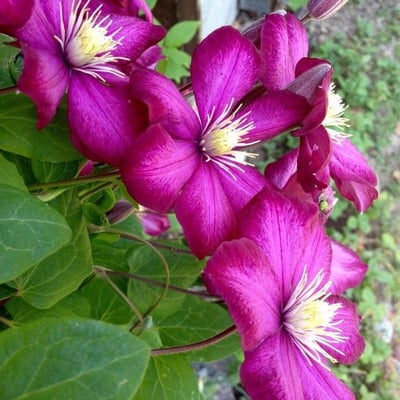 Clematis viticella — flower