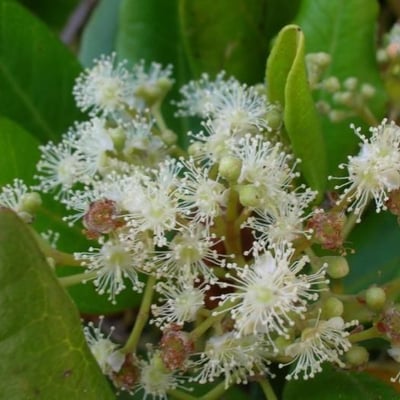 Pimenta dioica — flower