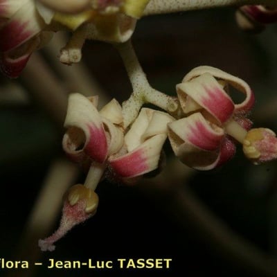 Firmiana simplex — flower