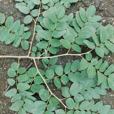 Amburana cearensis — leaf