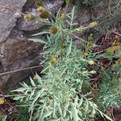 Bidens subalternans — flower