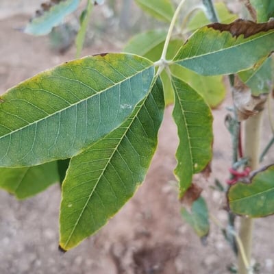 Casimiroa edulis — leaf