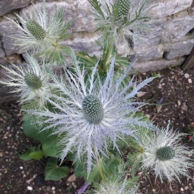 Eryngium alpinum — flower