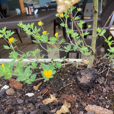 Medicago minima — flower