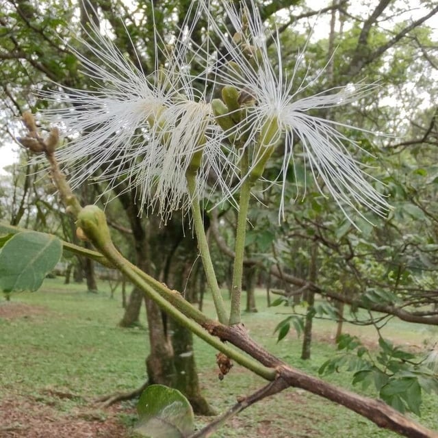 Inga edulis — flower