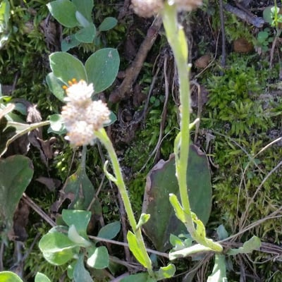Antennaria parlinii — flower