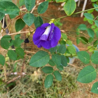Clitoria ternatea — flower