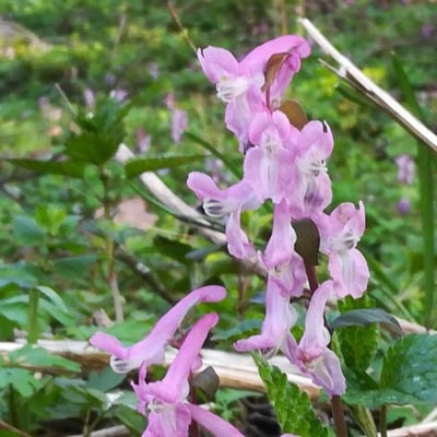 Corydalis cava — flower