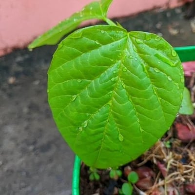 Cyamopsis tetragonoloba — leaf