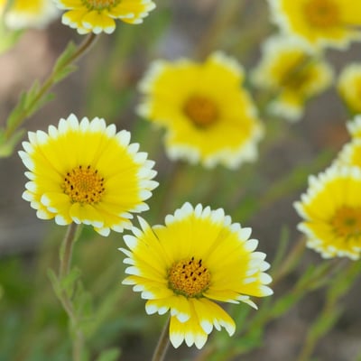 Layia platyglossa — flower