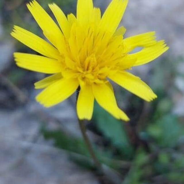 Leontodon saxatilis — flower