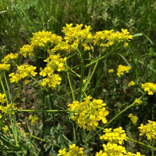 Sisymbrium austriacum — flower