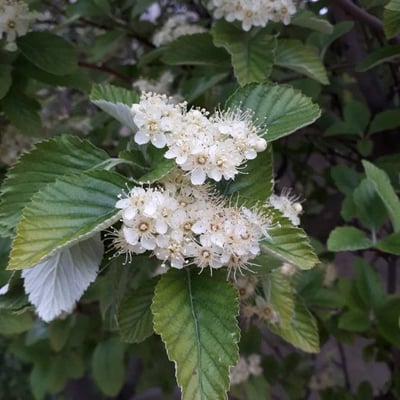 Sorbus aria — flower