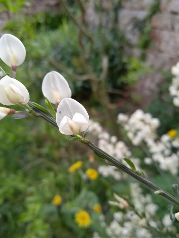 White spanish broom