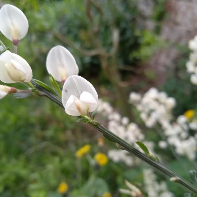 White spanish broom
