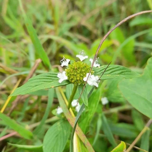 Spermacoce remota — flower