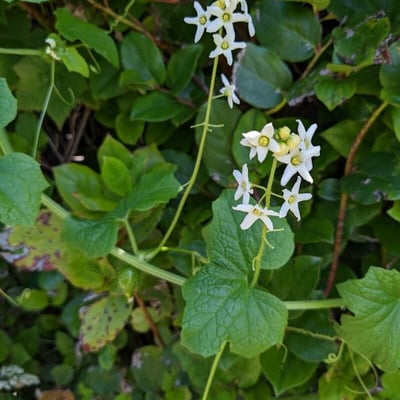 Marah fabacea — flower