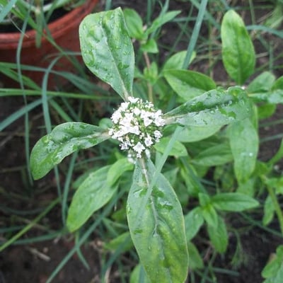 Mitracarpus hirtus — flower