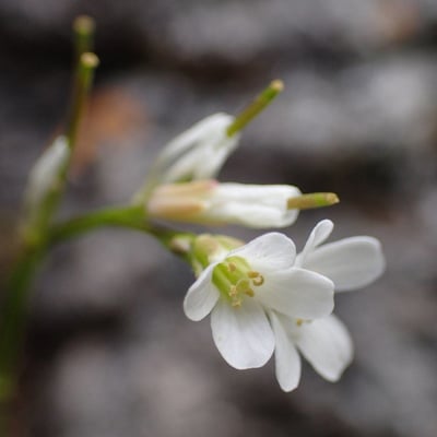 Arabis collina — flower