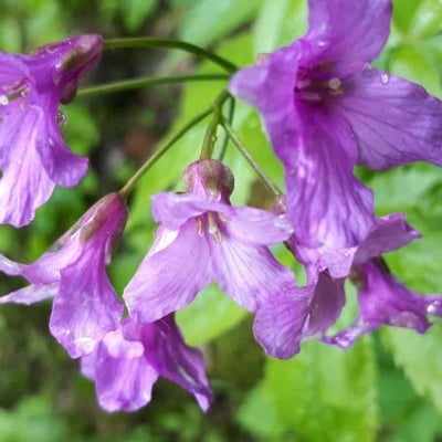 Cardamine pentaphyllos — flower