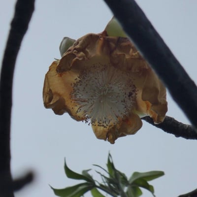 Adansonia digitata — flower