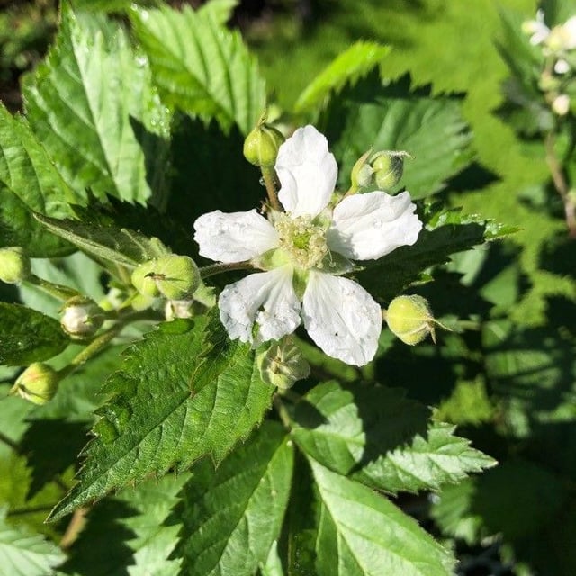 Rubus polyanthemus — flower