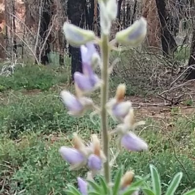 Lupinus sericeus — flower