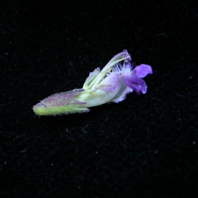 Anisomeles indica — flower