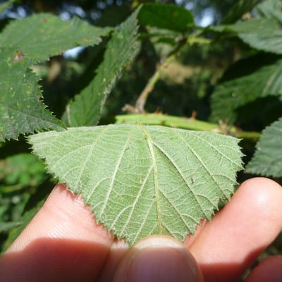 Rubus adspersus — leaf