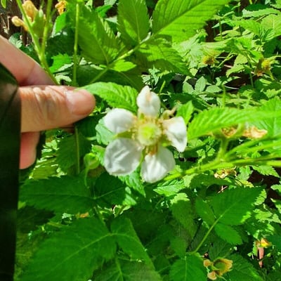 Rubus rosifolius — flower
