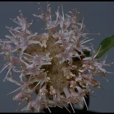 Monardella odoratissima — flower