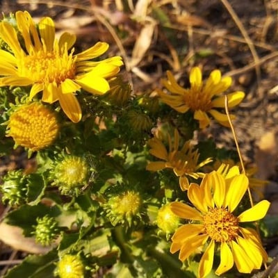 Grindelia squarrosa — flower