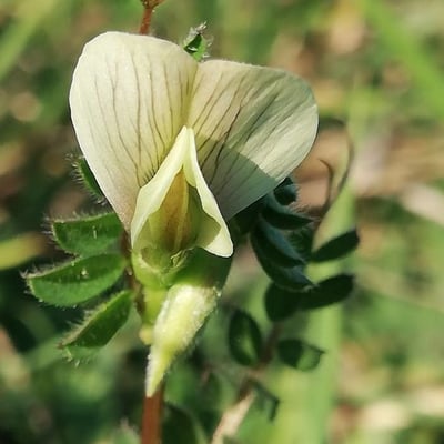 Vicia hybrida — flower