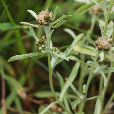 Gnaphalium uliginosum — flower