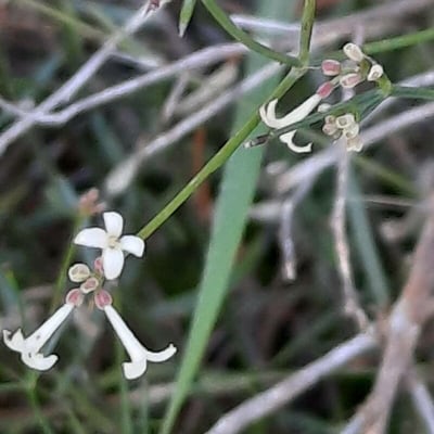 Asperula cynanchica — flower