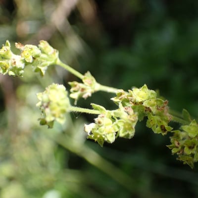 Alchemilla saxatilis — flower