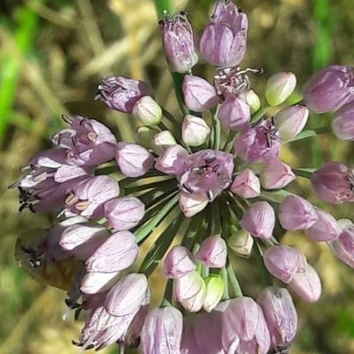 Allium angulosum — flower