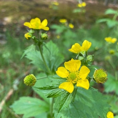 Geum macrophyllum — flower