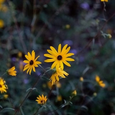 Helianthus angustifolius — flower