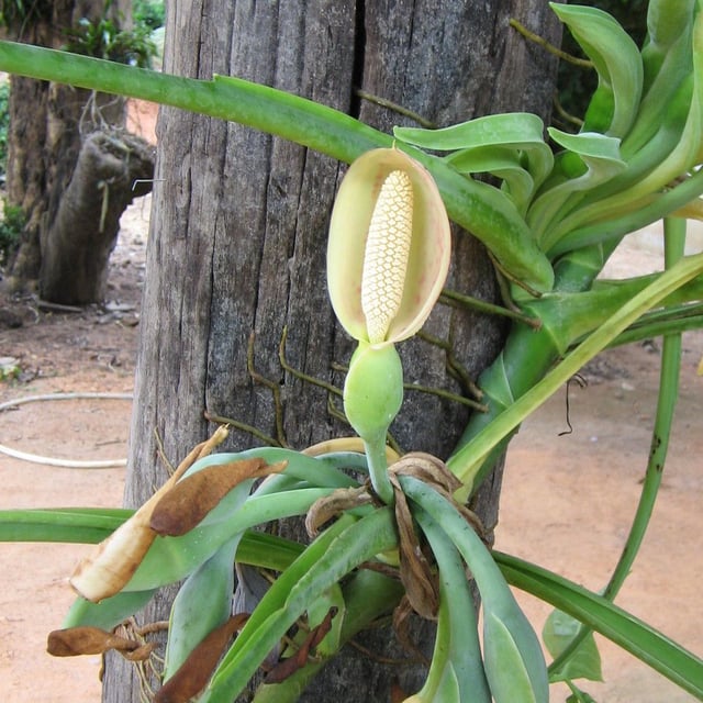 Syngonium podophyllum — flower