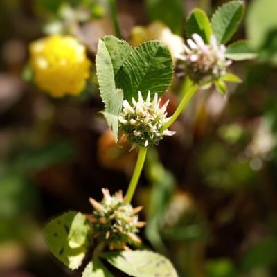 Trifolium glomeratum — flower