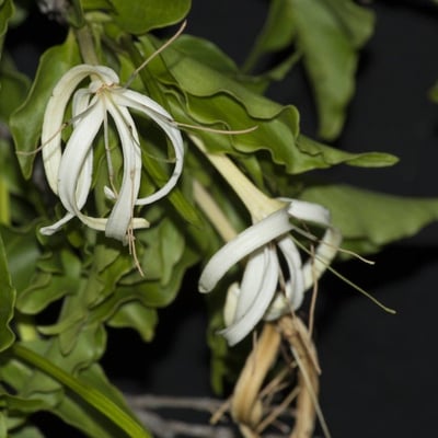 Exostema caribaeum — flower