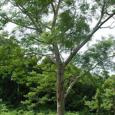Albizia procera — habit