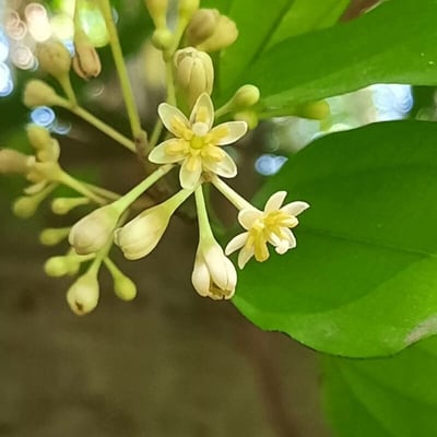 Cinnamomum burmanni — flower