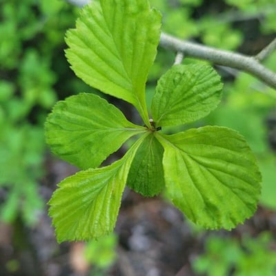 Crataegus punctata — leaf