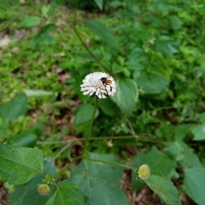 Melanthera nivea — flower